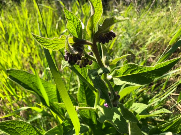 The comfrey is ready to be harvested