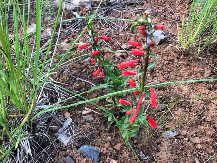 This plant wished me a happy birthday by flowering! Thanks plant.