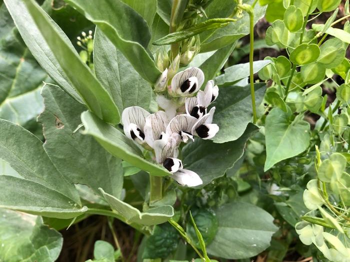 Fava flowering