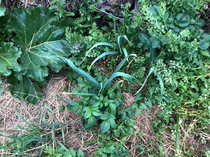 Favs amidst potato, walking onion, garlic, mustard, wild buckwheat, and rhubarb.