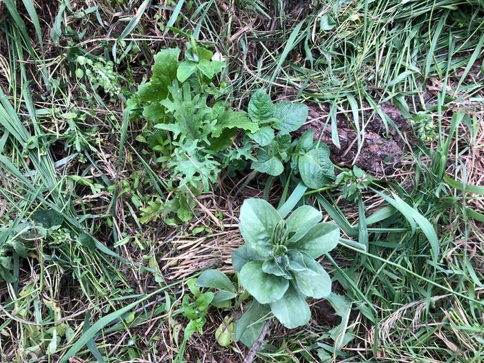 Kale, potato, turnip, snap pea, fava, walking onion just outside of frame.