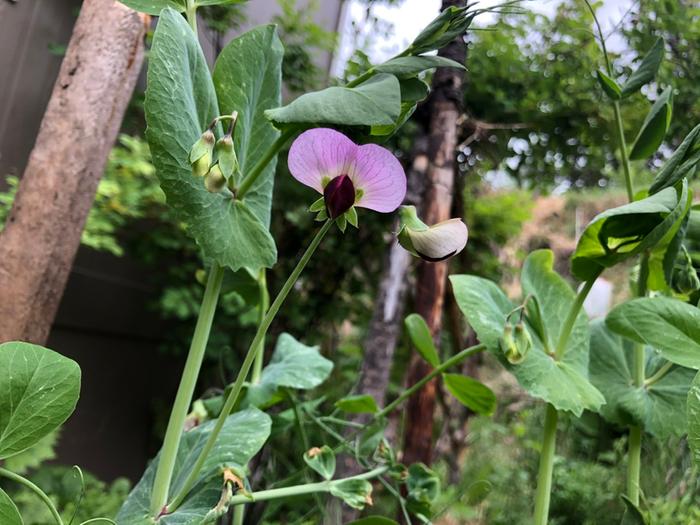 First snap pea flower!