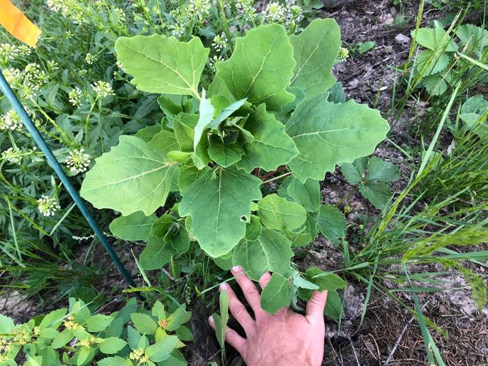 Big happy quinoa plant, I love the leafy greens. They are similar to lambs quarters, only more tender and juicy.