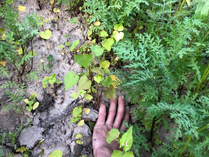 Buckwheat and phacelia in top soil.