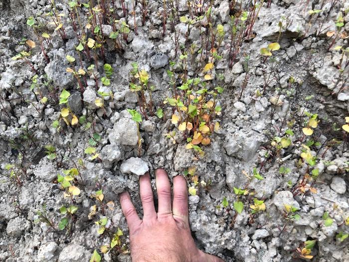 Buckwheat and phacelia in subsoil