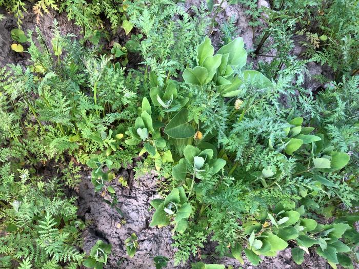 Polyculture of Fava, phacelia, buckwheat, quinoa, sunflower, and mustard.