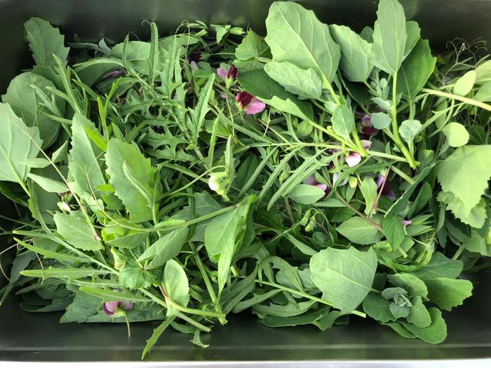 This mornings harvest of pea tendrils and mustard greens.