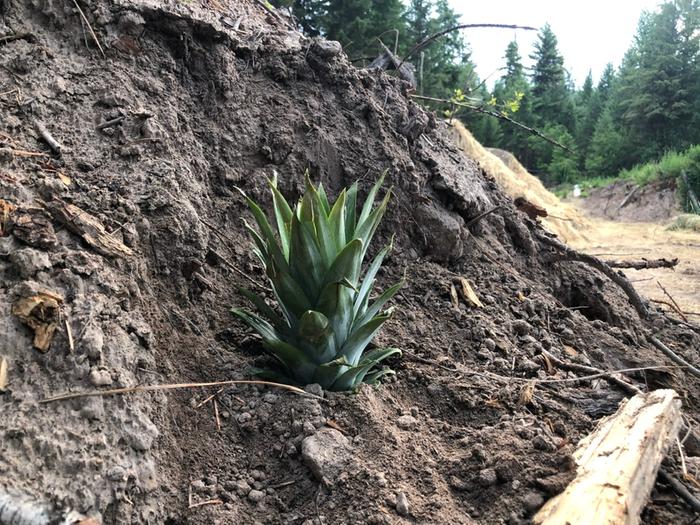 I planted a pineapple for Paul. 