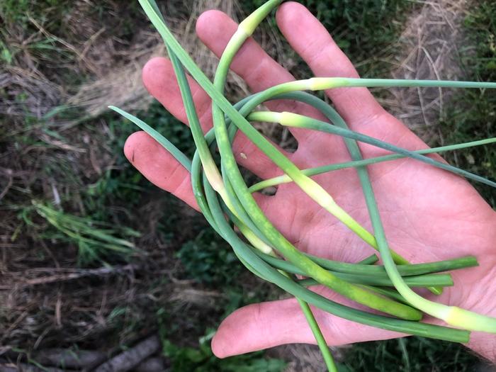 The first garlic scapes! Yum!