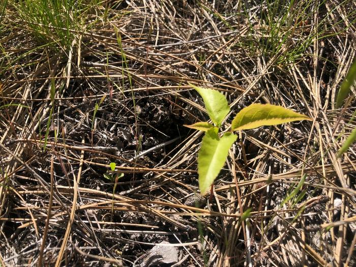 Fruit tree seedling on the plateau!!!