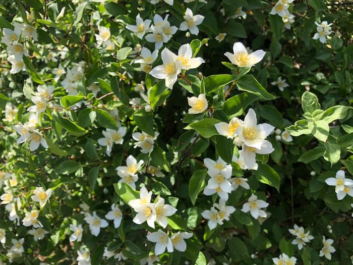 Mock orange is blooming