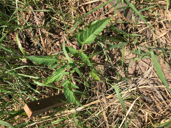 Tomato from direct seed. It’s catching up with the transplant.