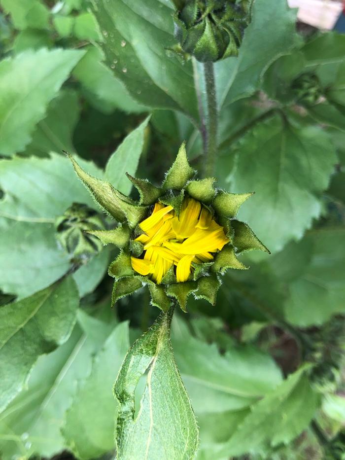 The first oilseed sunflower of the season prepares to open.