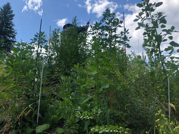 Scott uprooted some thistles on this hugelkultur covered with fava, quinoa, and mustard so that we can harvest barefoot.