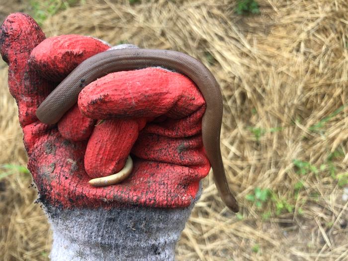 Fred found a rubber boa under some wood, we moved it to the established hugels so that it doesn’t catch a case of excavator blight