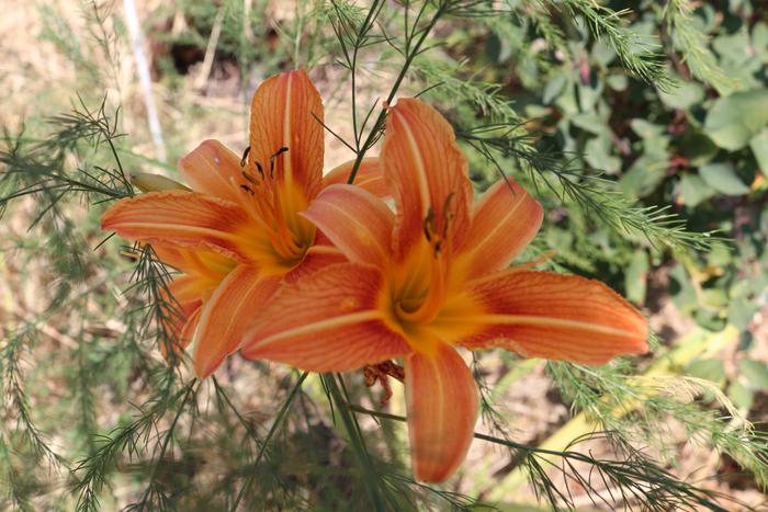 Orange Flower