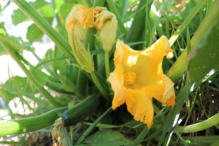 zucchini flowers