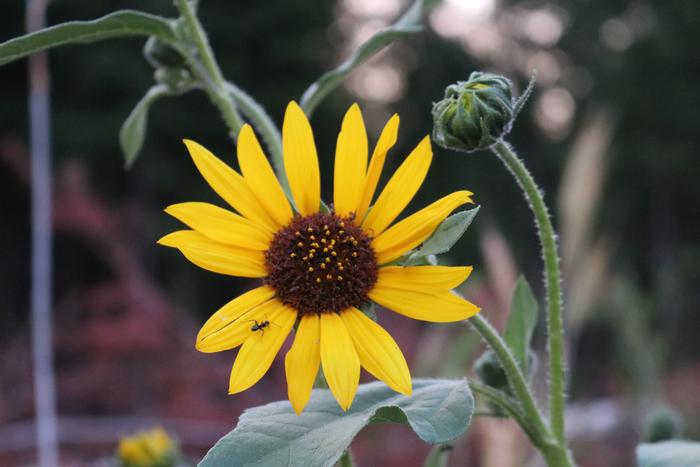 baby sunflower with ant on top of Allerton Abbey