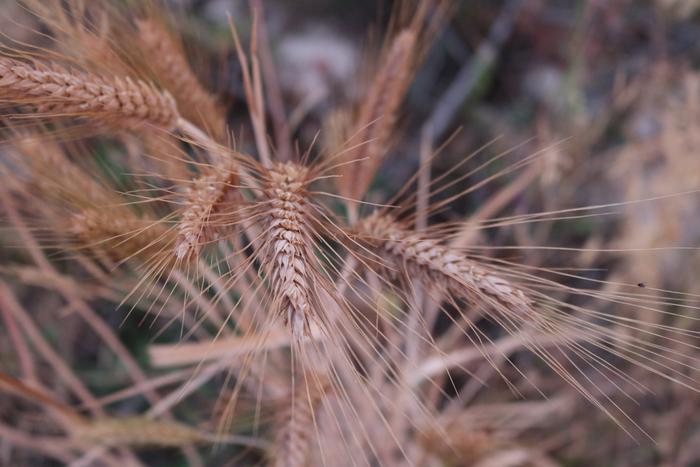 volunteer wheat