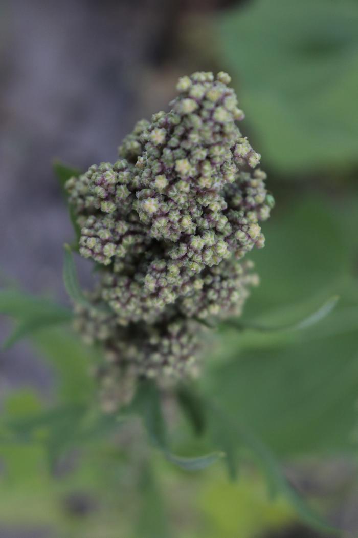 quinoa heads begin to swell