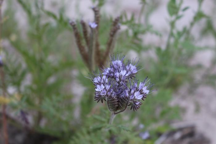 Phacelia in bloom (front) and in seed (back)