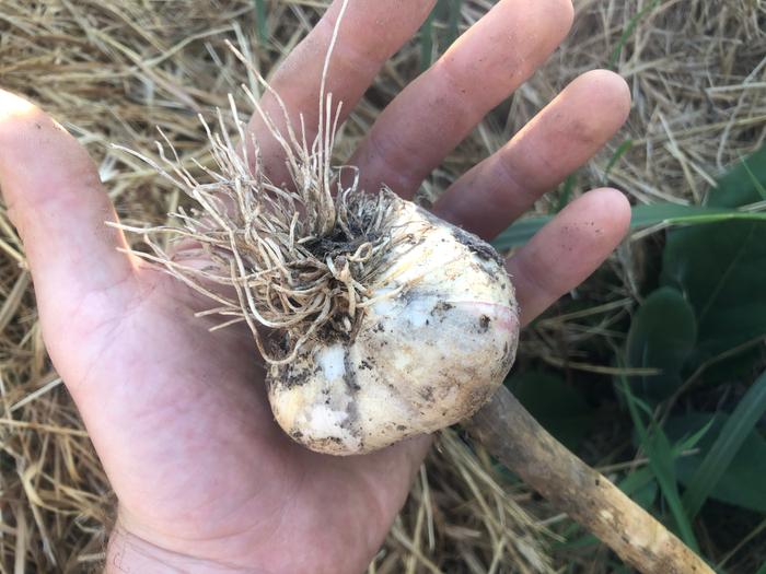 sometimes you find a big garlic and that's just nice