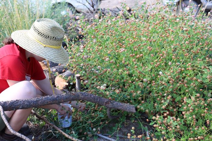 Hannah harvests clover seed to spread on disturbed soil