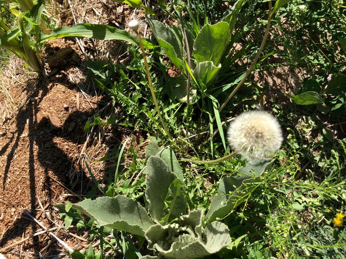 dandelion from seed on the hugelkultur at Allerton Abbey!