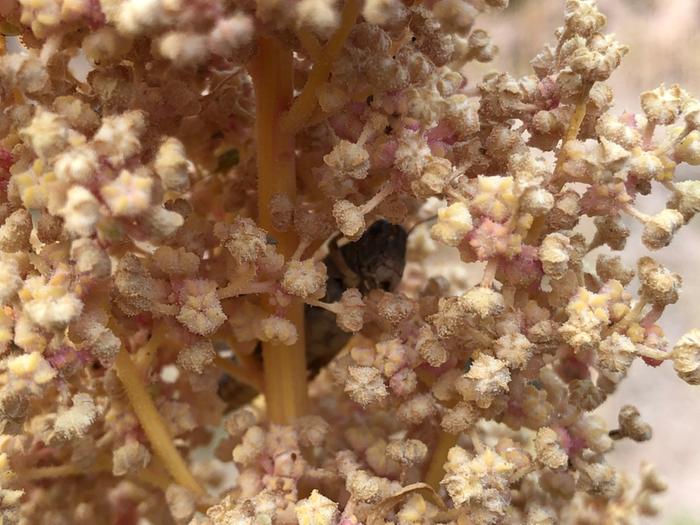 Grasshopper in quinoa head.