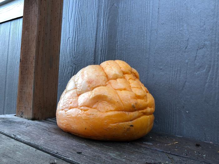 a pumpkin