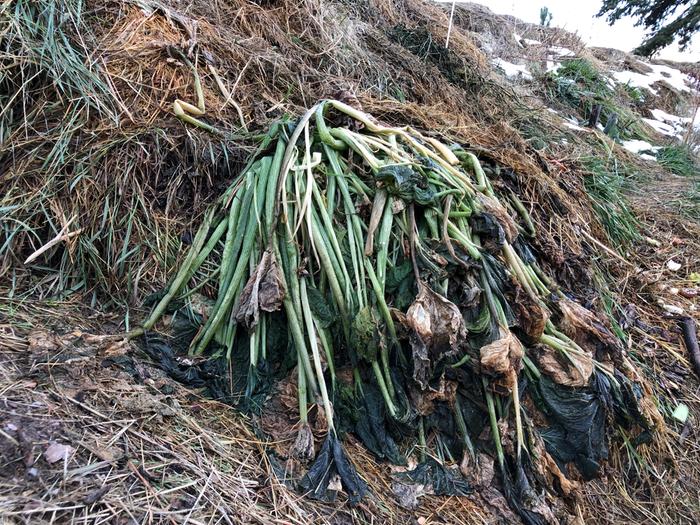 a zuchinni plant