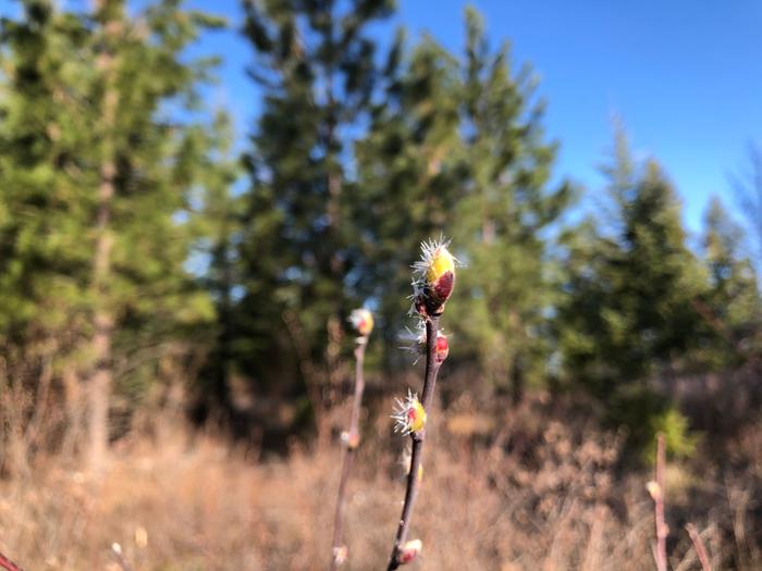 sunrise brings light to the frosted breaking bud of a saskatoon.