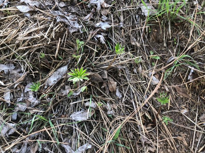 Baby large leaved lupine!