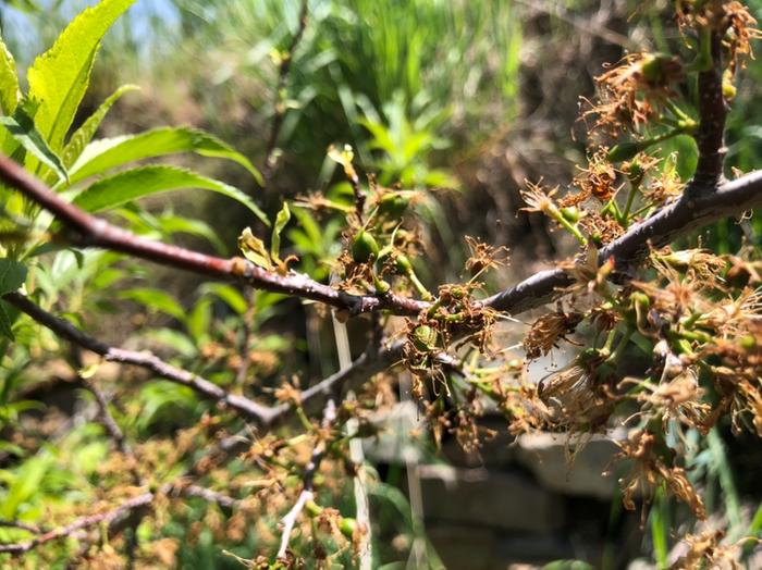 Plum flowers become plum fruits 