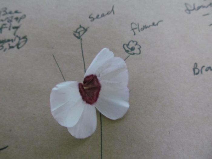 flax flower and notes