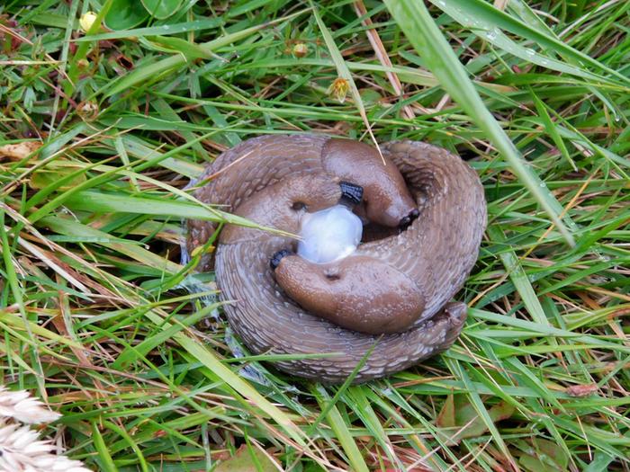 Slug threesome