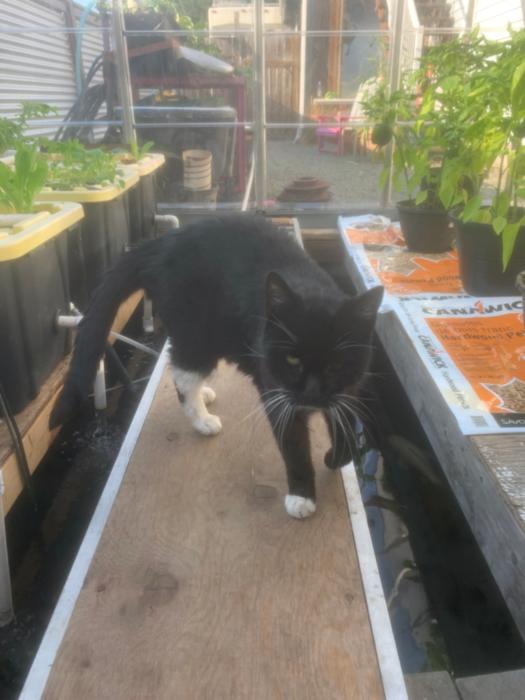 “Sox” inspecting the catwalk!