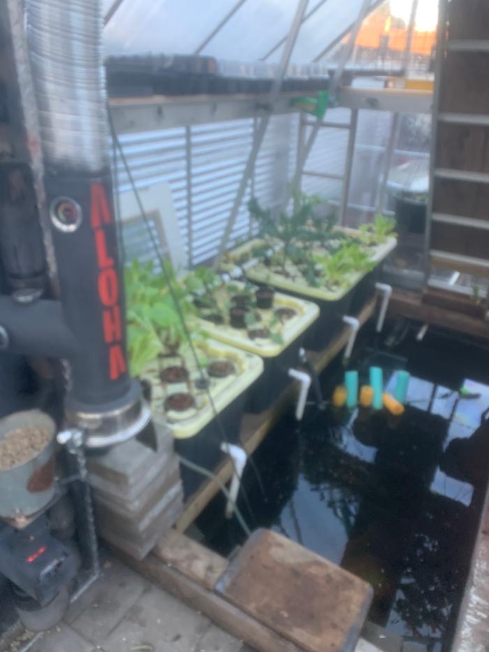 Aloha RMH in greenhouse 