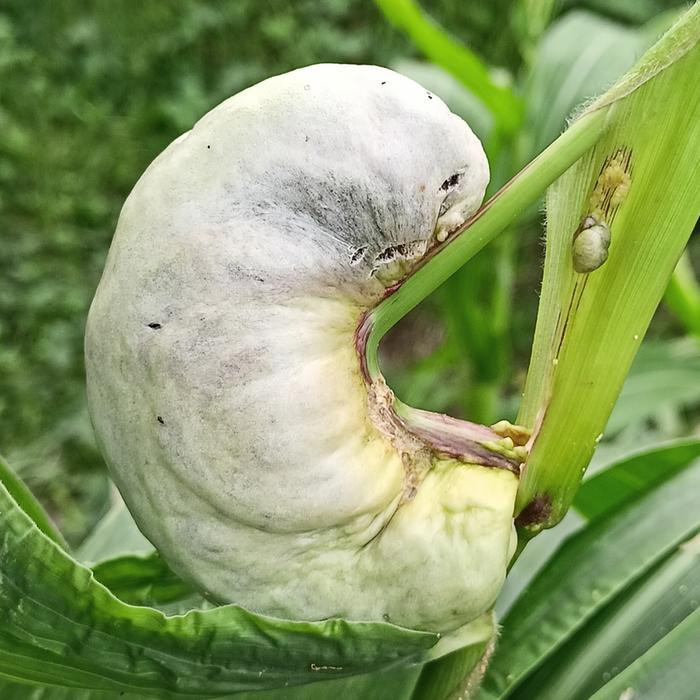 Huitlacoche is starting to crack!