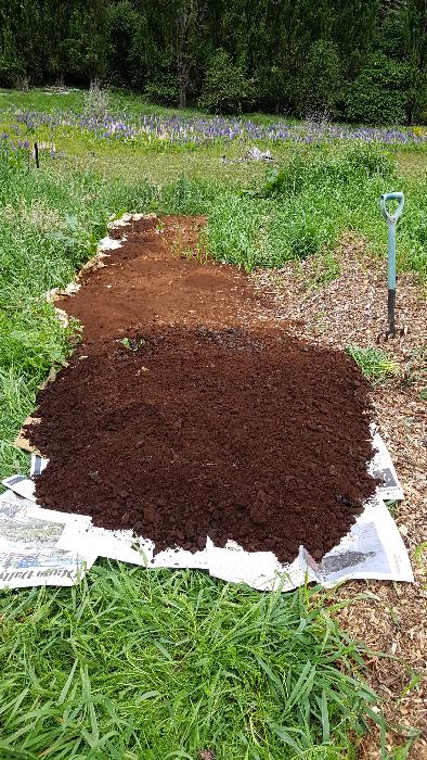 Newspaper, spent coffee grounds mulch