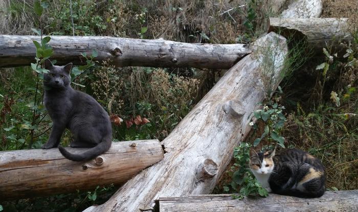 Ferd and Gert on giant hugelkultur roundwood scaffolding