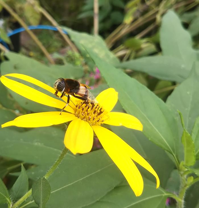 Hoverfly (phytomia zonata) on our sunchokes