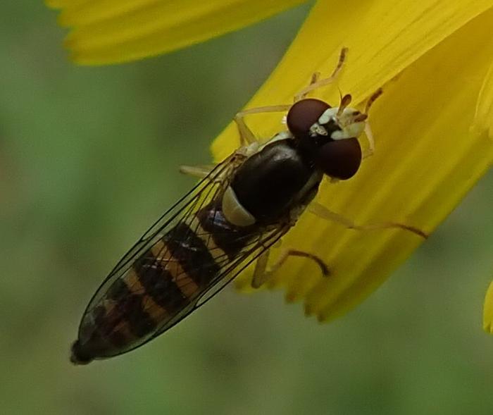 bug on sunflower