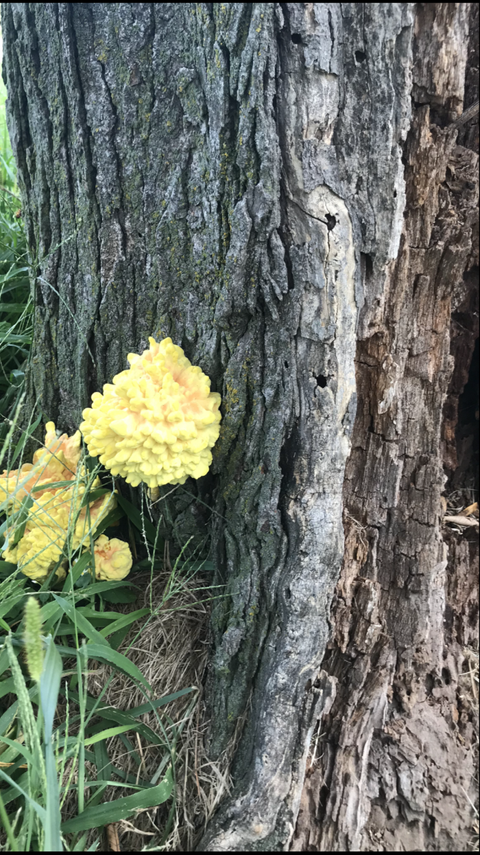 fungus honey locust tree