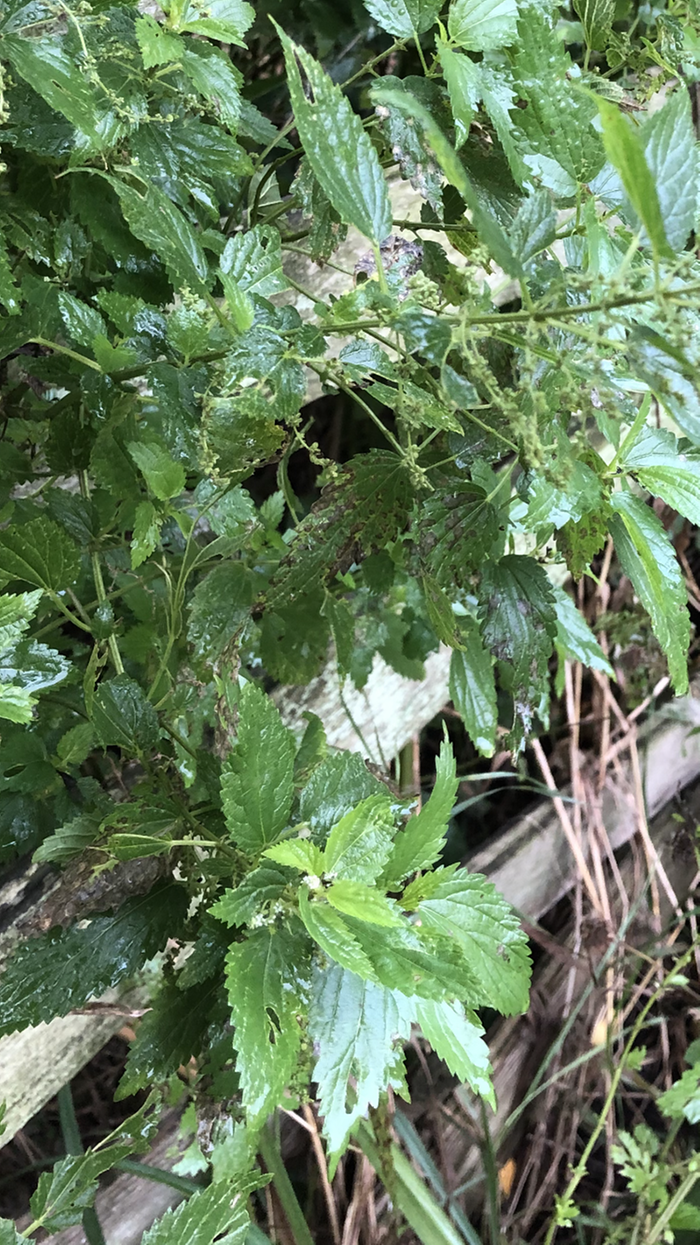 Stinging nettles