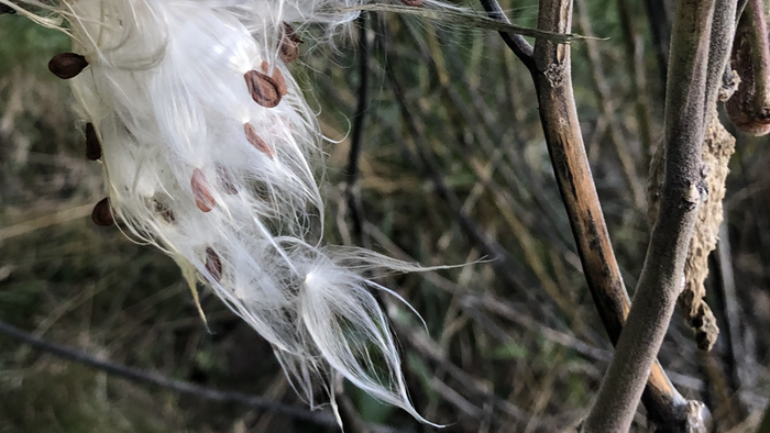 Friendly weeds