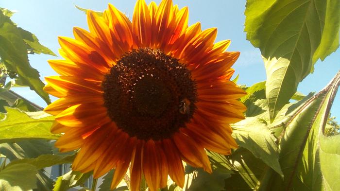 sunflower and a bee