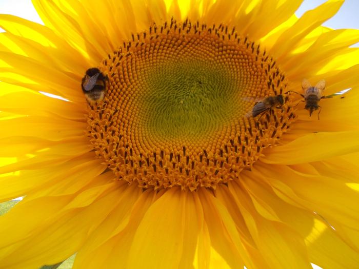 bees and a sunflower