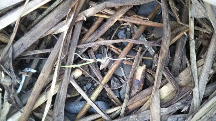 Taproot: A leftover grain of rice sprouting in the rice straw