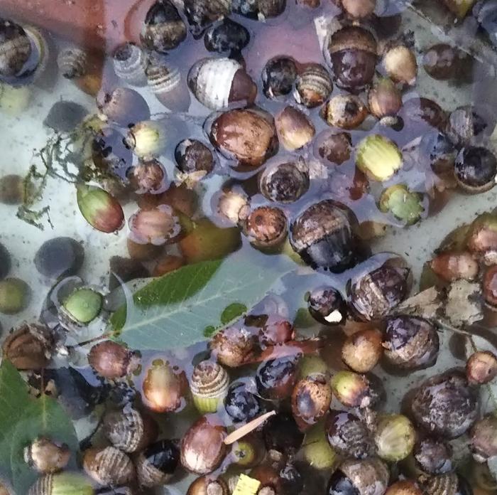 Also bonus seeds: cvarious acorns taking a dip before being planted.